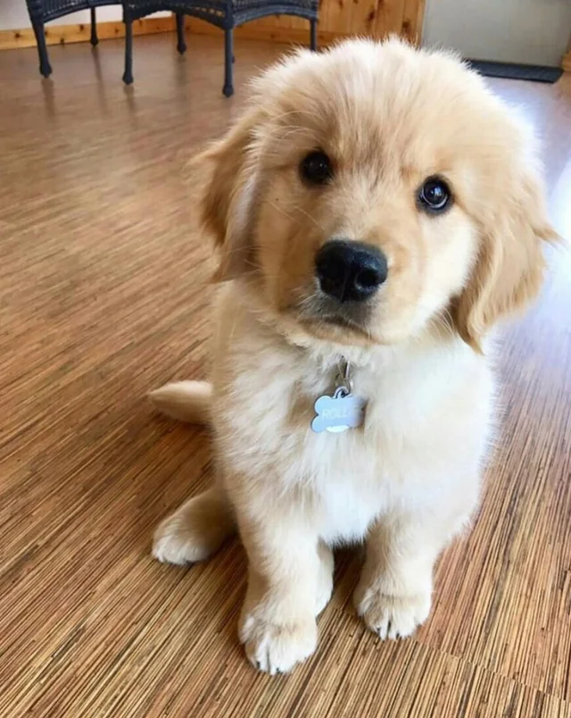 dog grooming